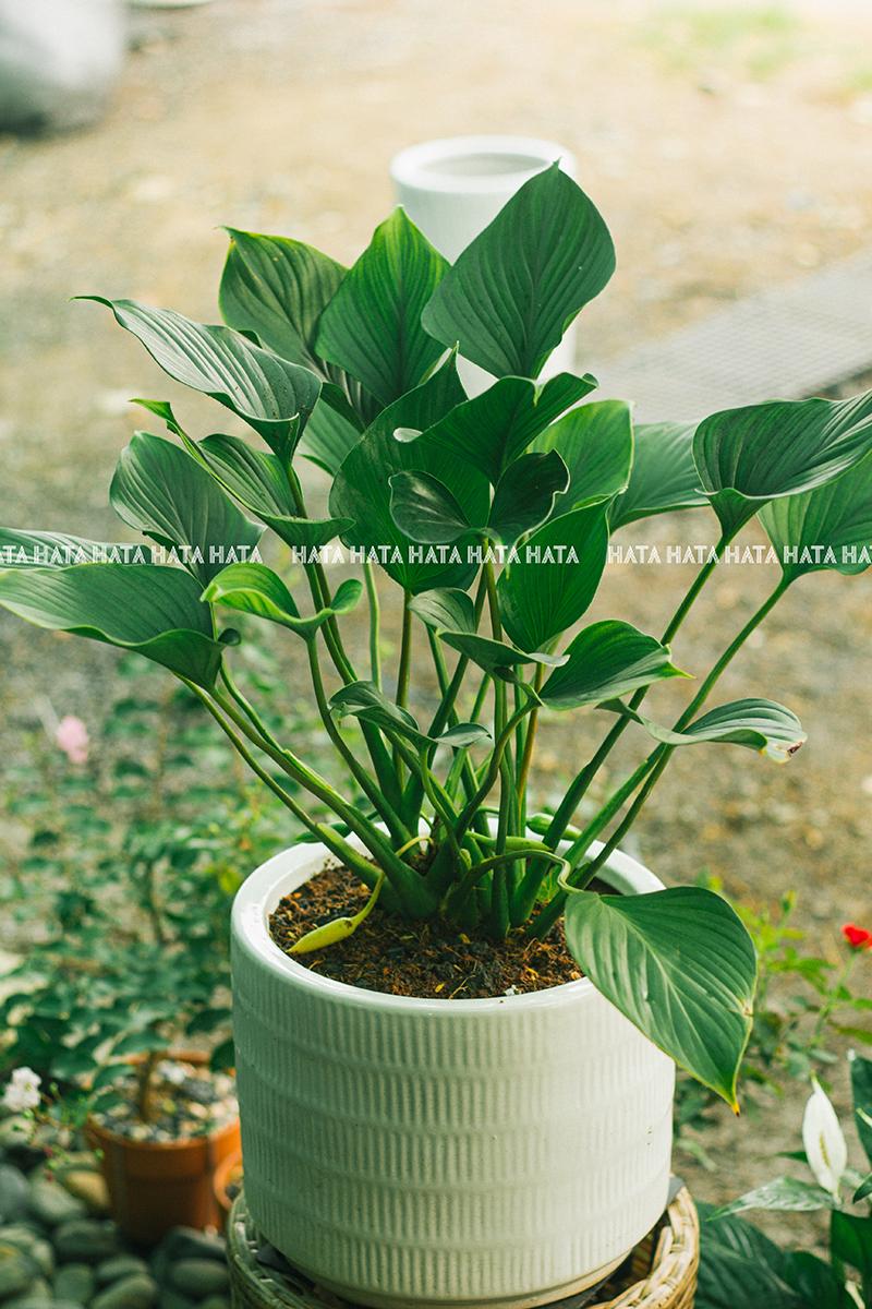 Một chậu cây kim tiền xanh mướt được đặt trên bàn làm việc, biểu tượng cho sự phát triển tài lộc và tiền bạc